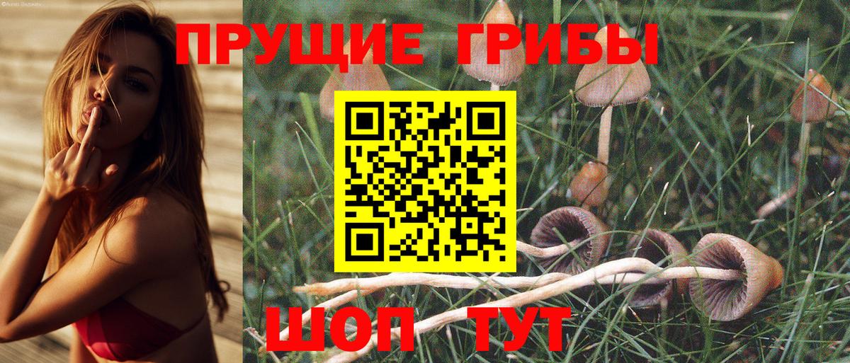 Тайшет  купить   Вход с VPN  Псилоцибиновые грибы GOLDEN TEACHER 